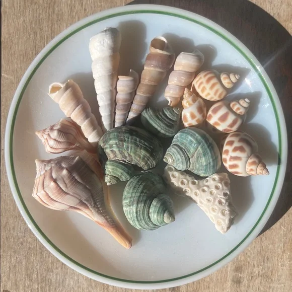 Assorted Seashell Collection - Picture 1 of 10